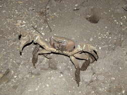 Image of brown land crab