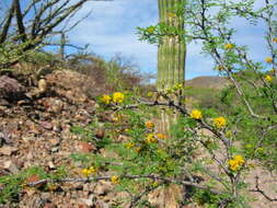 Image of Vachellia pacensis (Rudd & A. M. Carter) Seigler & Ebinger