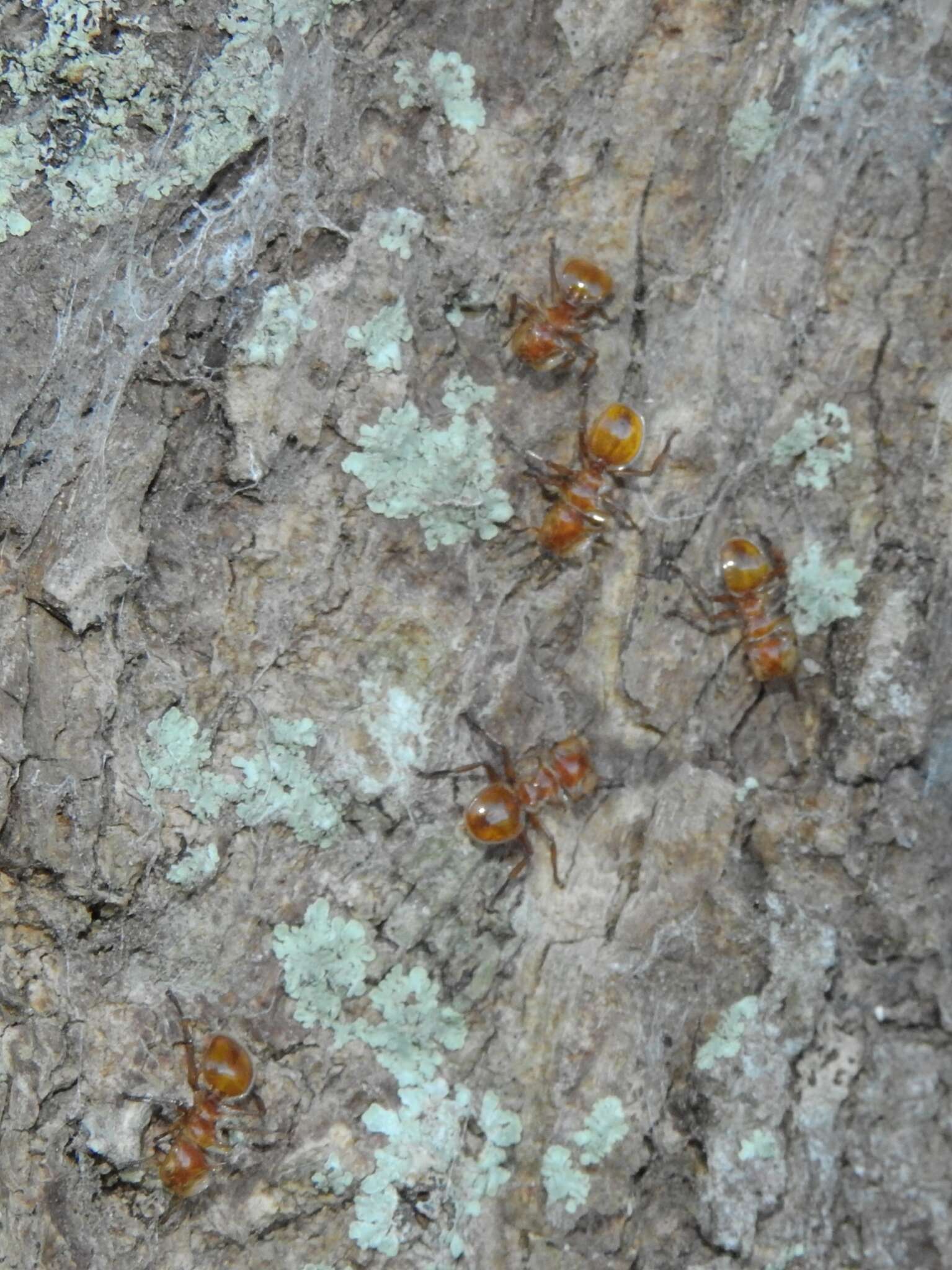 Cephalotes clypeatus (Fabricius 1804) resmi