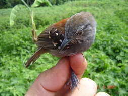 Image of Rufous-backed Stipplethroat