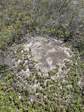 Image of Allegheny Mound Ant