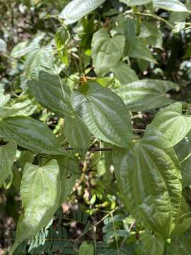 Image of bulbous yam