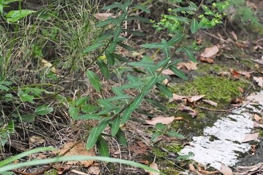 Image of Euphorbia pekinensis subsp. pekinensis