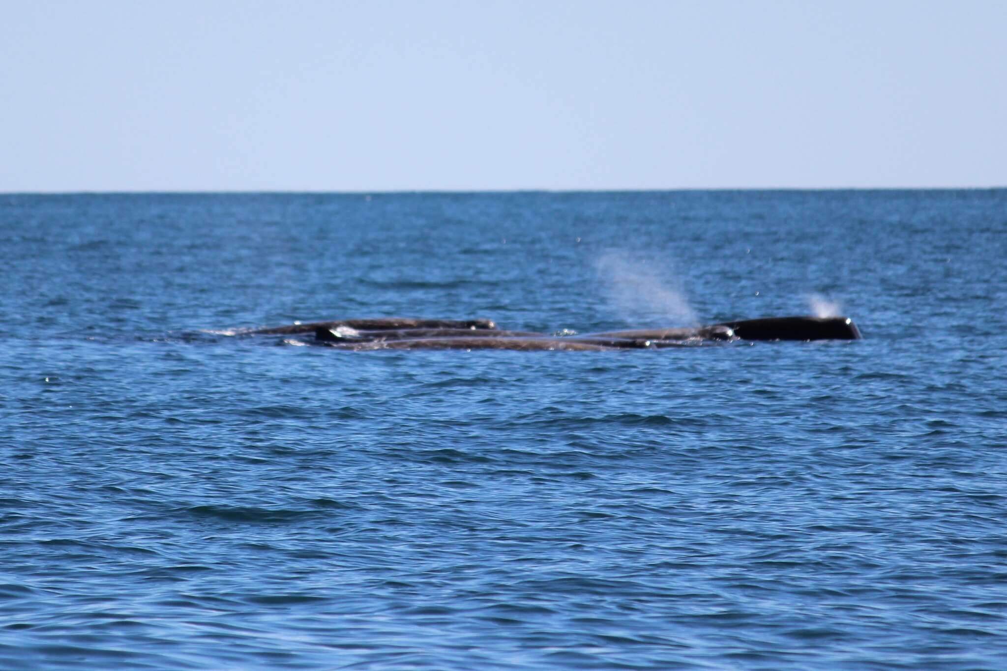 Image of Arnoux's Beaked Whale