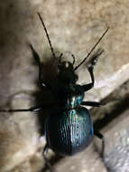 Слика од Calosoma (Castrida) granatense Géhin 1885