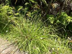 Imagem de Miscanthus nepalensis (Trin.) Hack.