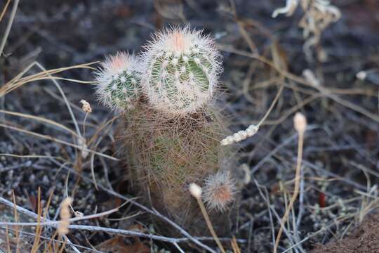 Image of Echinocereus reichenbachii var. baileyi (Rose) N. P. Taylor