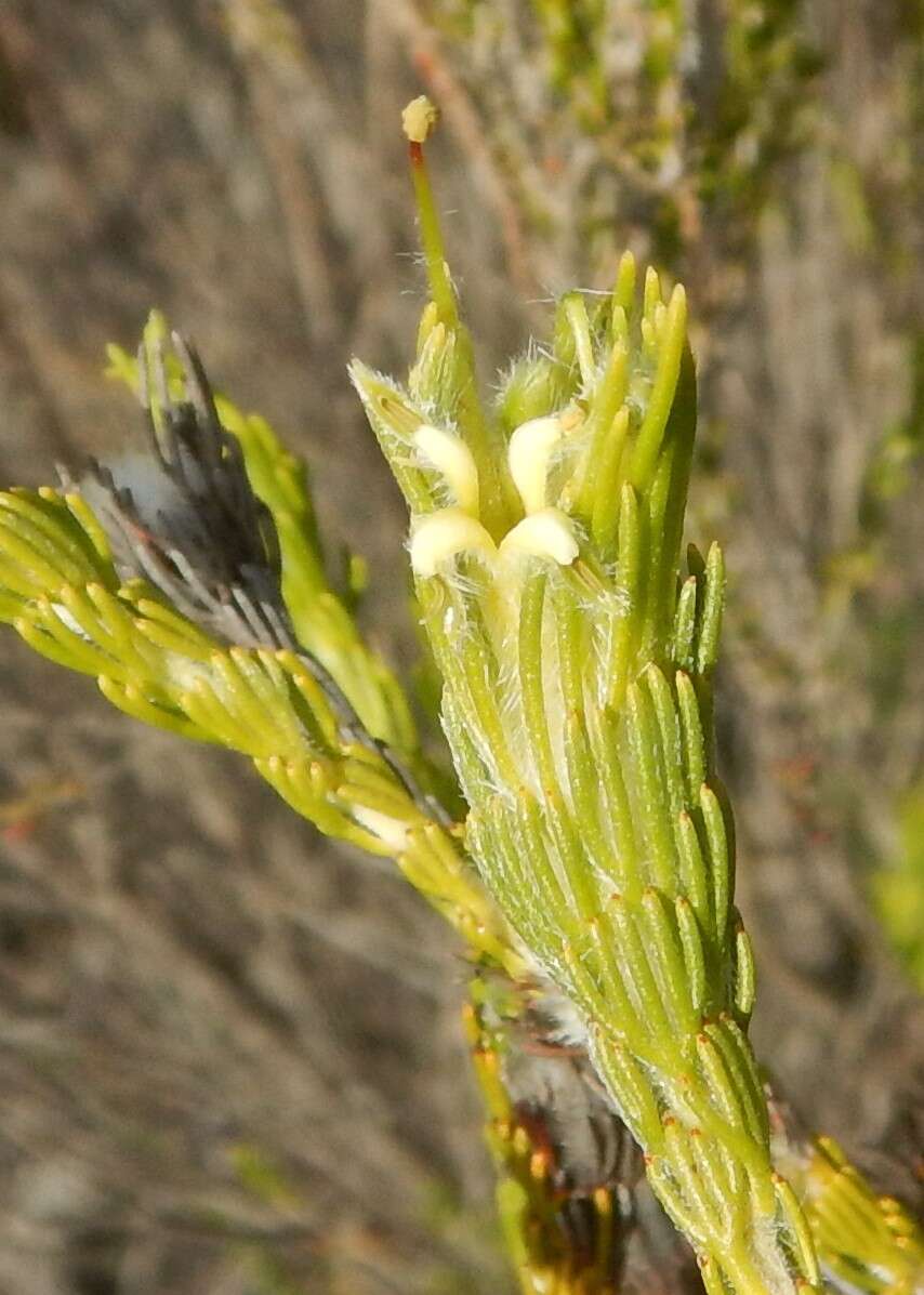 Image de Adenanthos terminalis R. Br.