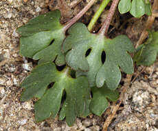 Sivun Ranunculus eschscholtzii var. oxynotus (Gray) Jeps. kuva