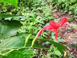 صورة Ruellia macrophylla Vahl