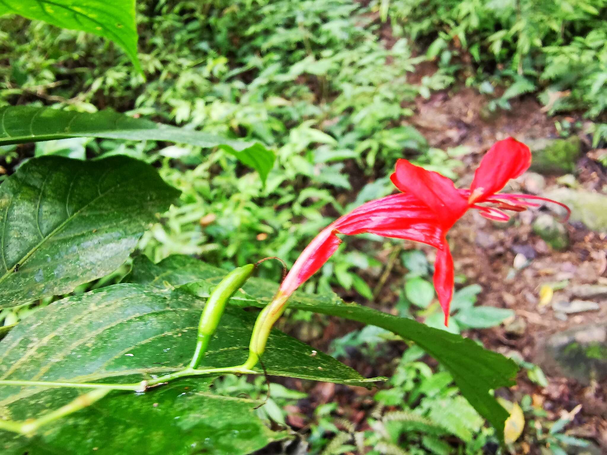 صورة Ruellia macrophylla Vahl