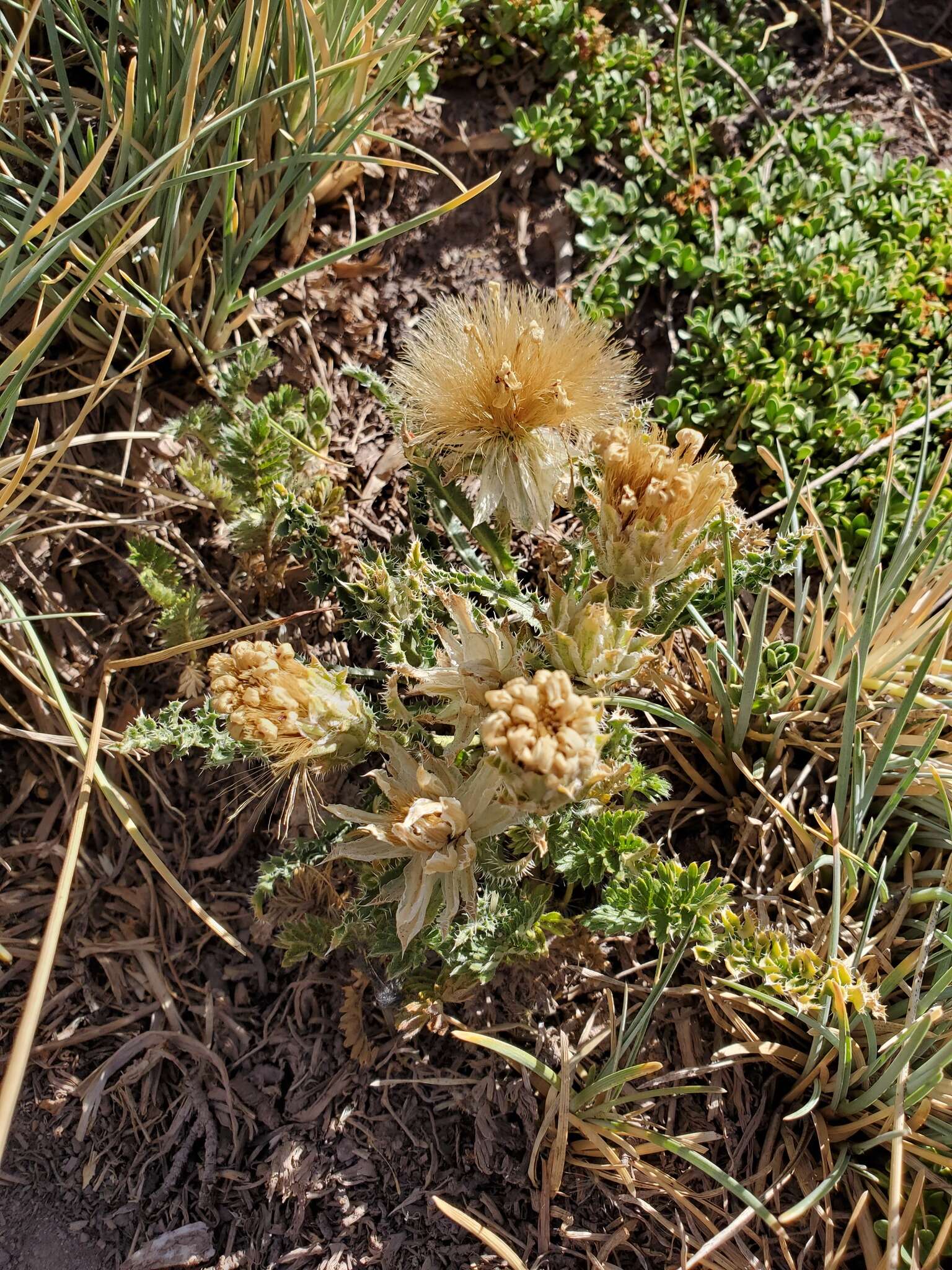 Sivun Perezia carthamoides (D. Don) Hook. & Arn. kuva