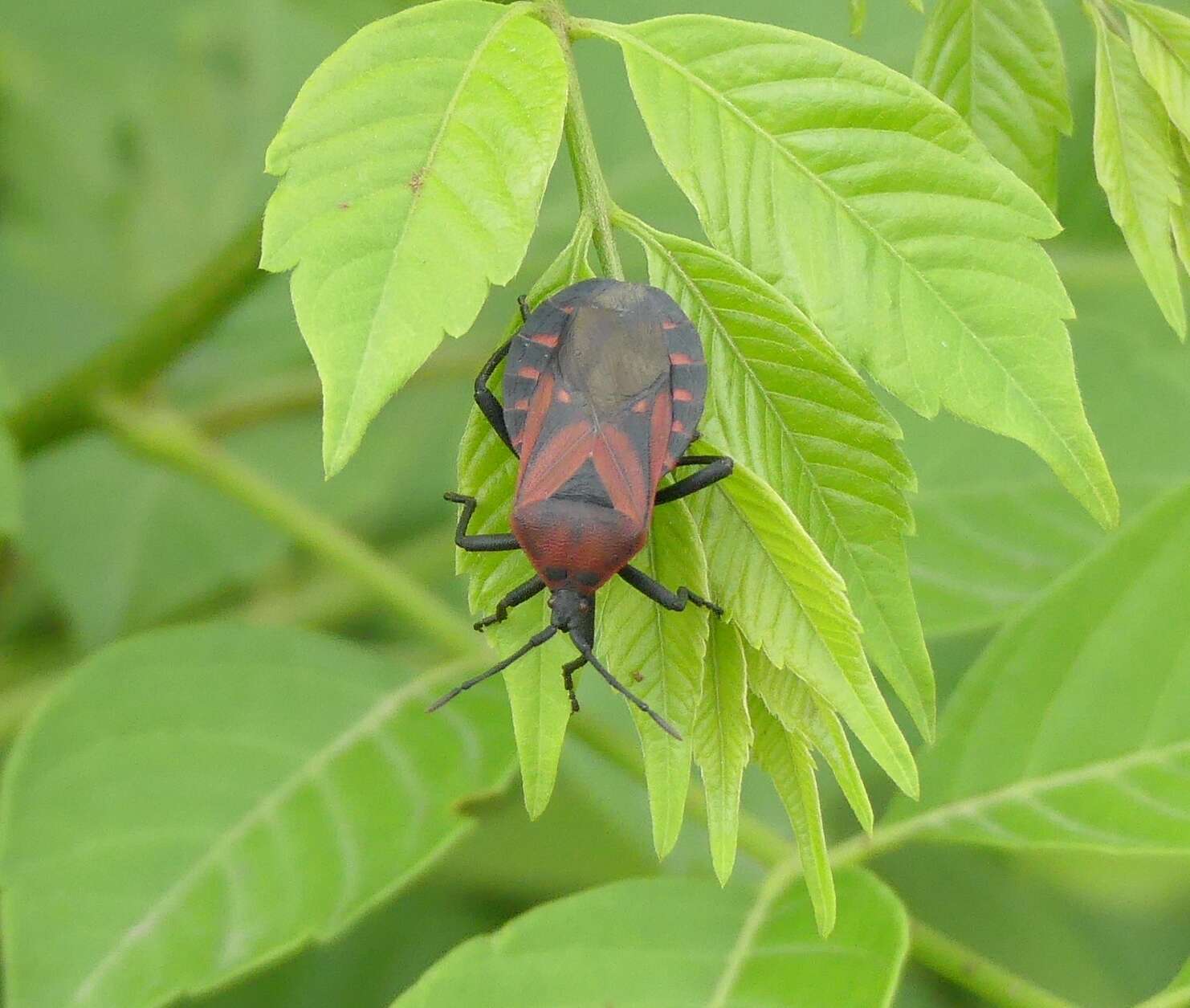 صورة Brachytes bicolor Westwood 1842