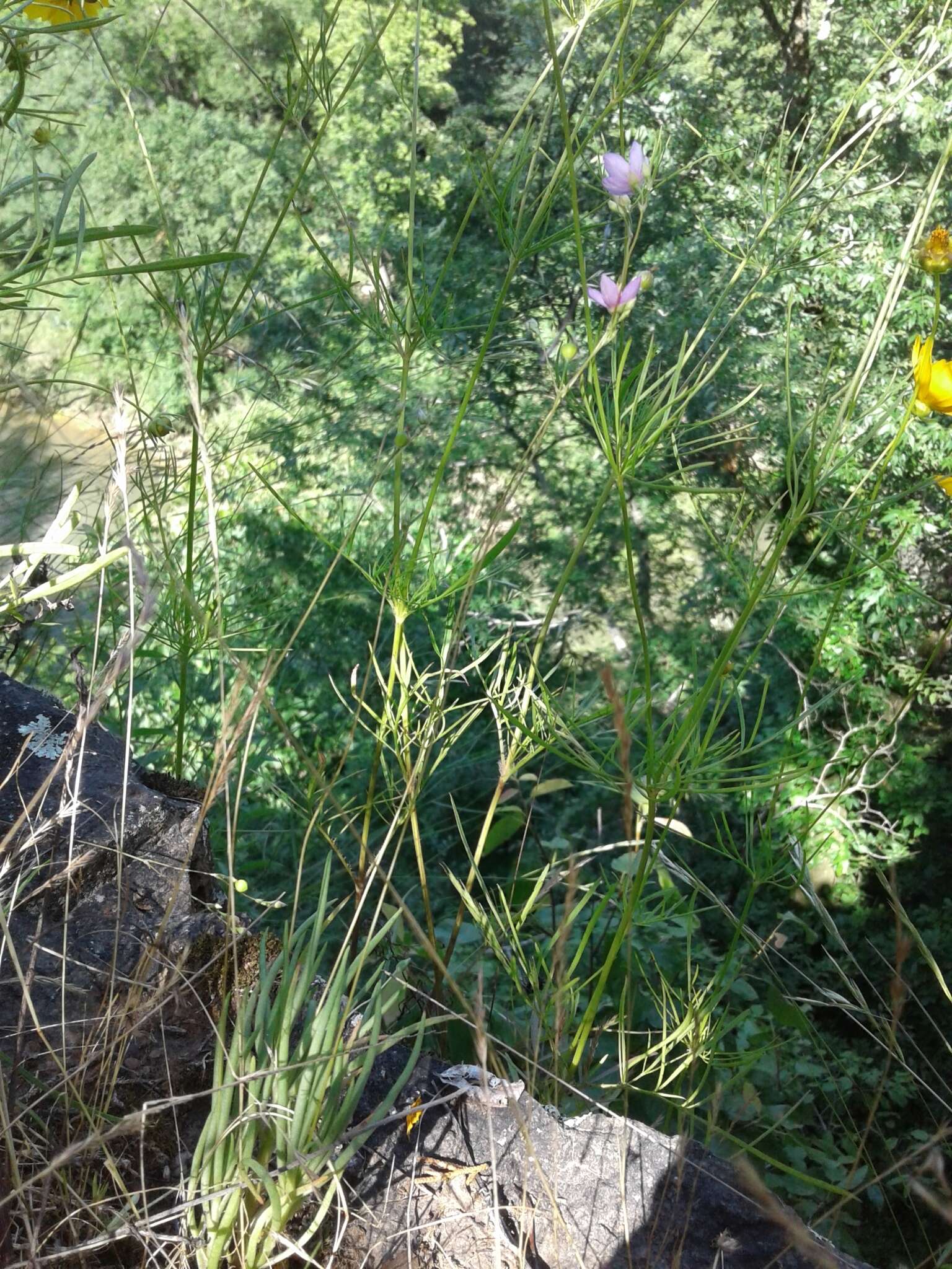 Image of prairie fameflower