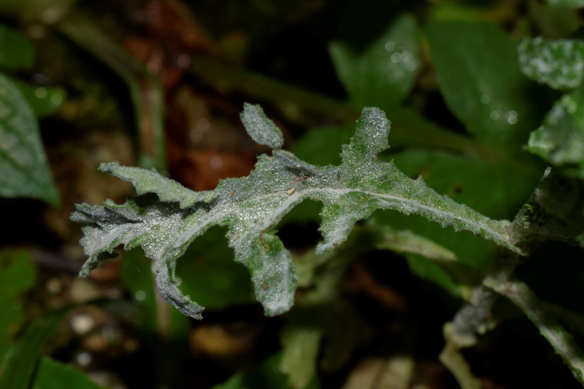 Image of Golovinomyces fischeri (S. Blumer) U. Braun & R. T. A. Cook 2009