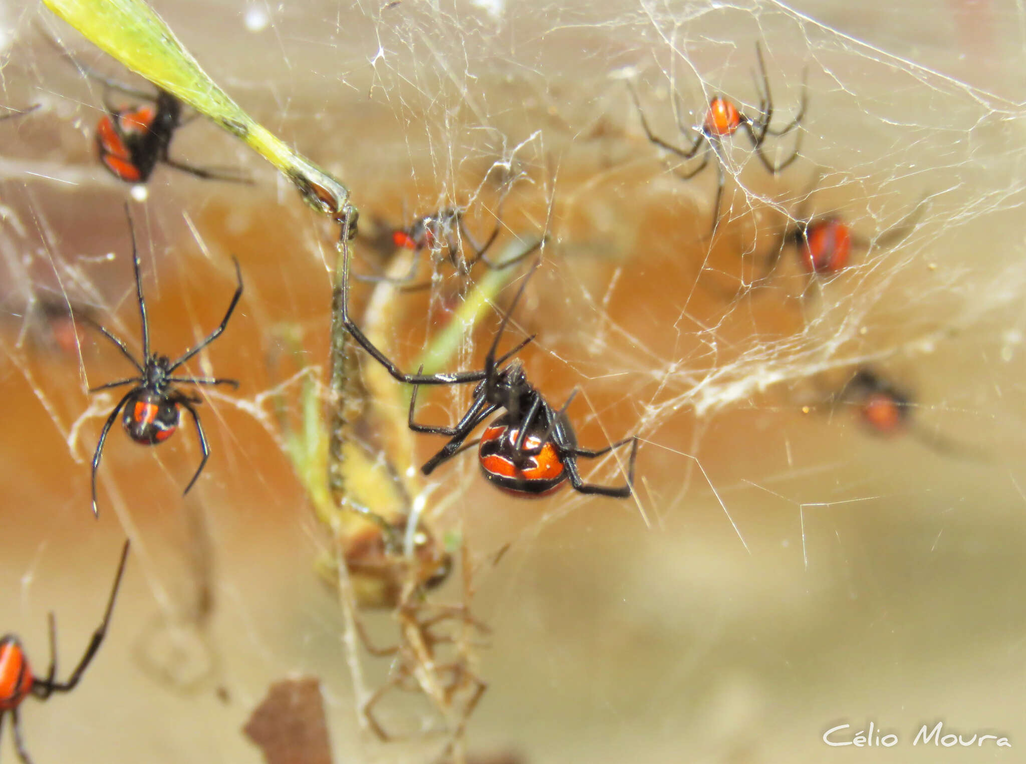 Latrodectus curacaviensis (Müller 1776)的圖片