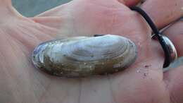 Image of Atlantic razor clam