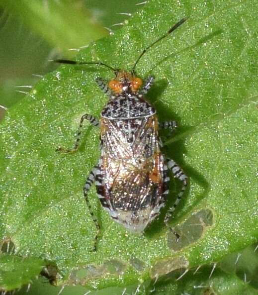 Image of Scentless plant bug