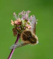 Image of Bombylius venosus Mikan 1796