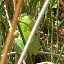 Image of Hyla felixarabica Gvozdík, Kotlík & Moravec 2010