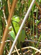 Image of Hyla felixarabica Gvozdík, Kotlík & Moravec 2010