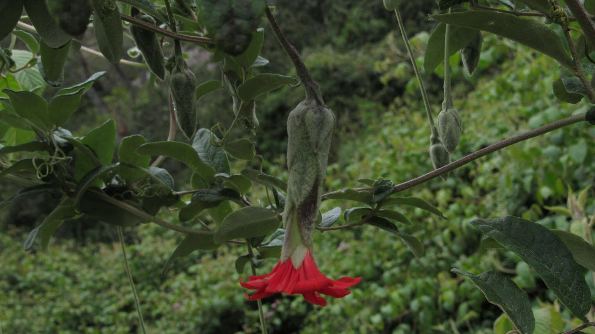 Image of Mutisia clematis L. fil.