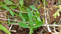 Image of Centaurium scilloides (L. fil.) Samp.