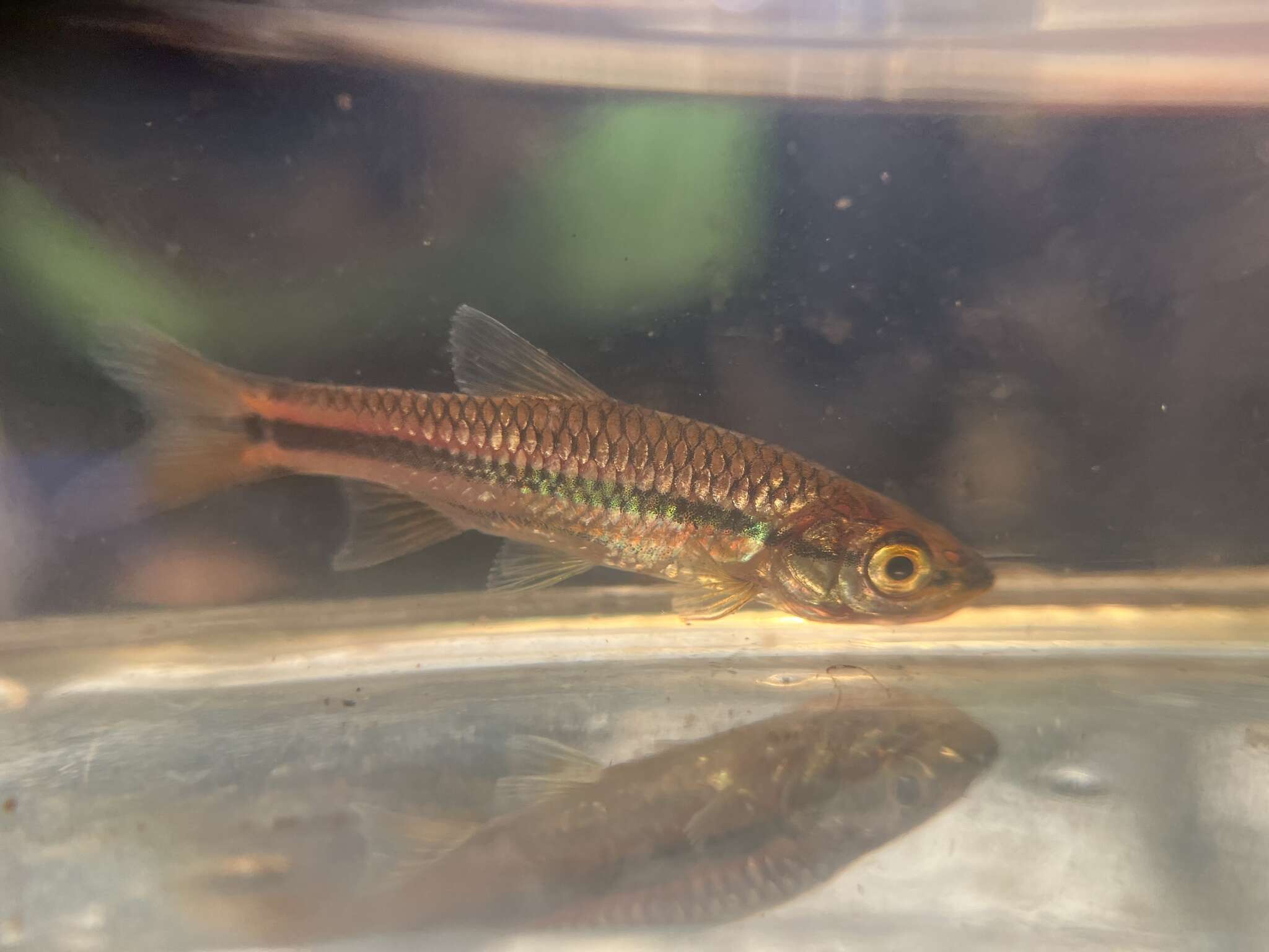 Image of Rasbora cephalotaenia (Bleeker 1852)