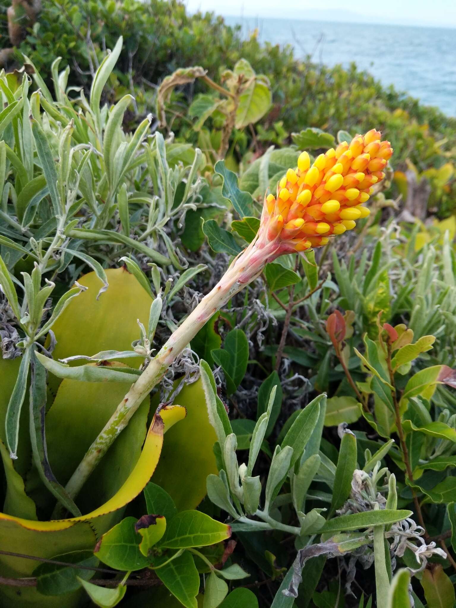 Image of Aechmea comata (Gaudich.) Baker