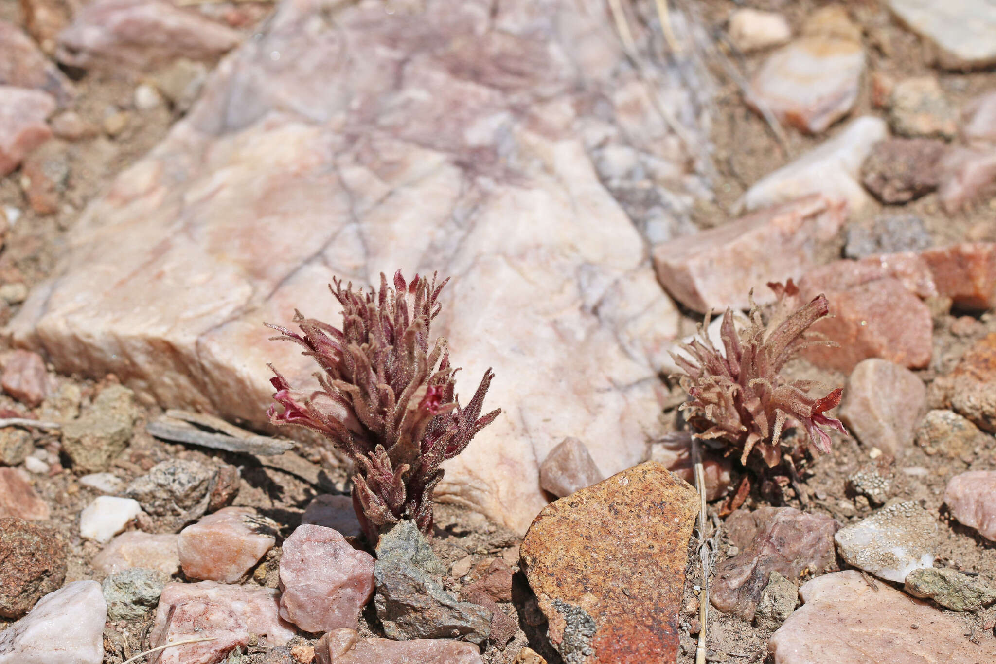 Image of flat-top broomrape