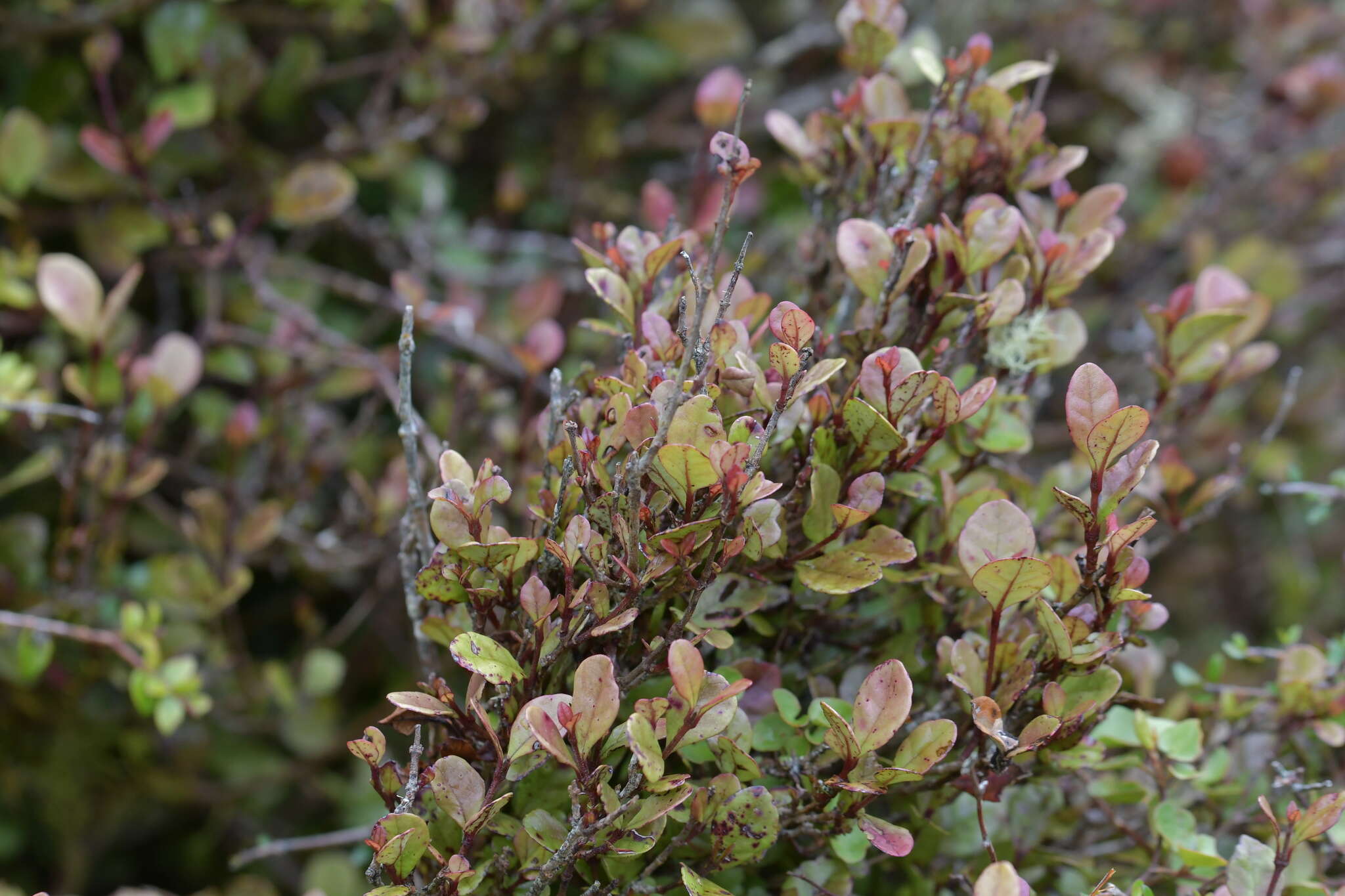 Image of Lophomyrtus ralphii (Hook. fil.) Burret