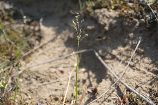 Image of spring milletgrass