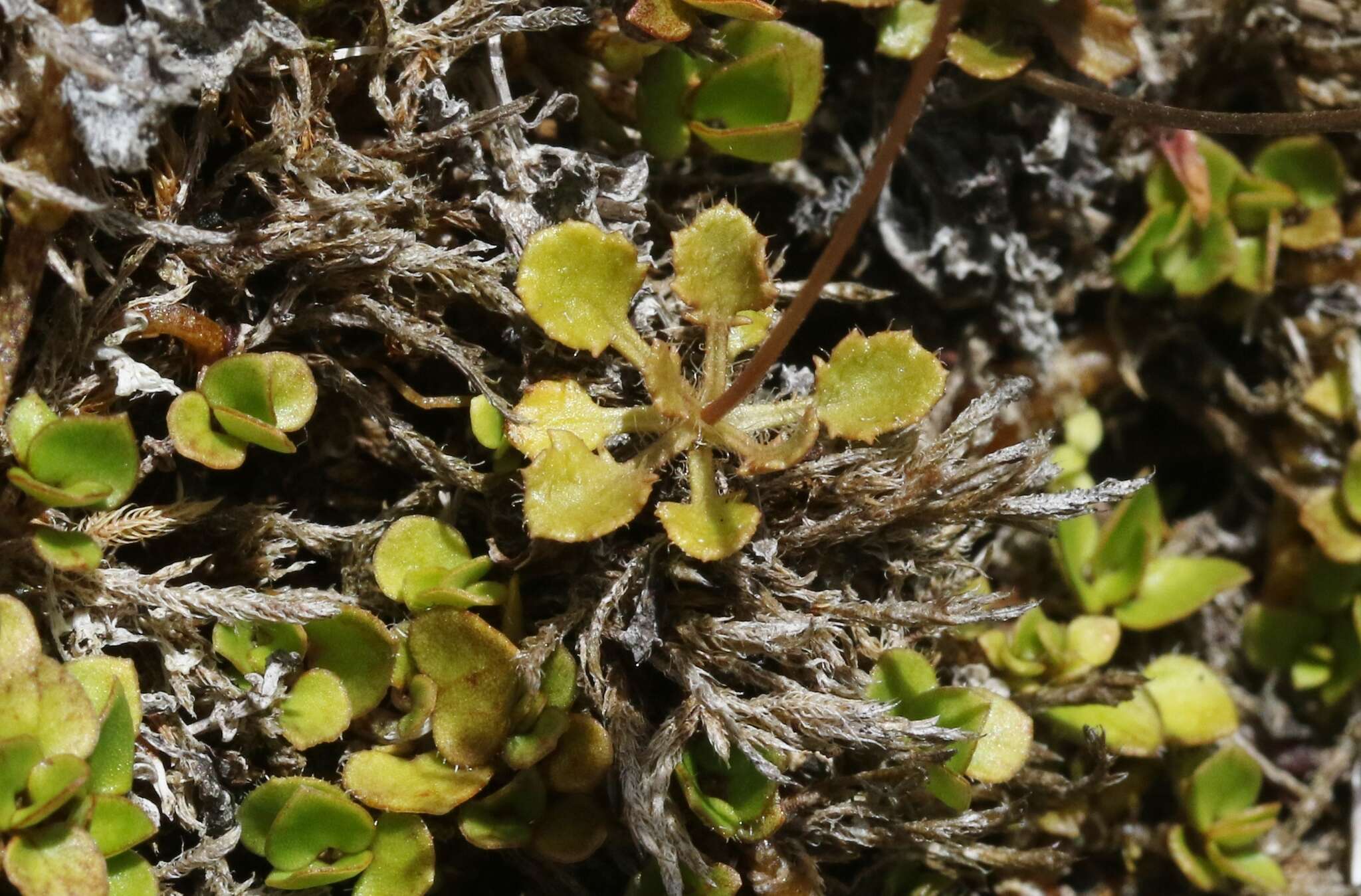 Image de Lagenophora pumila (Forst. fil.) Cheesem.