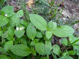 Image of tropical Mexican clover