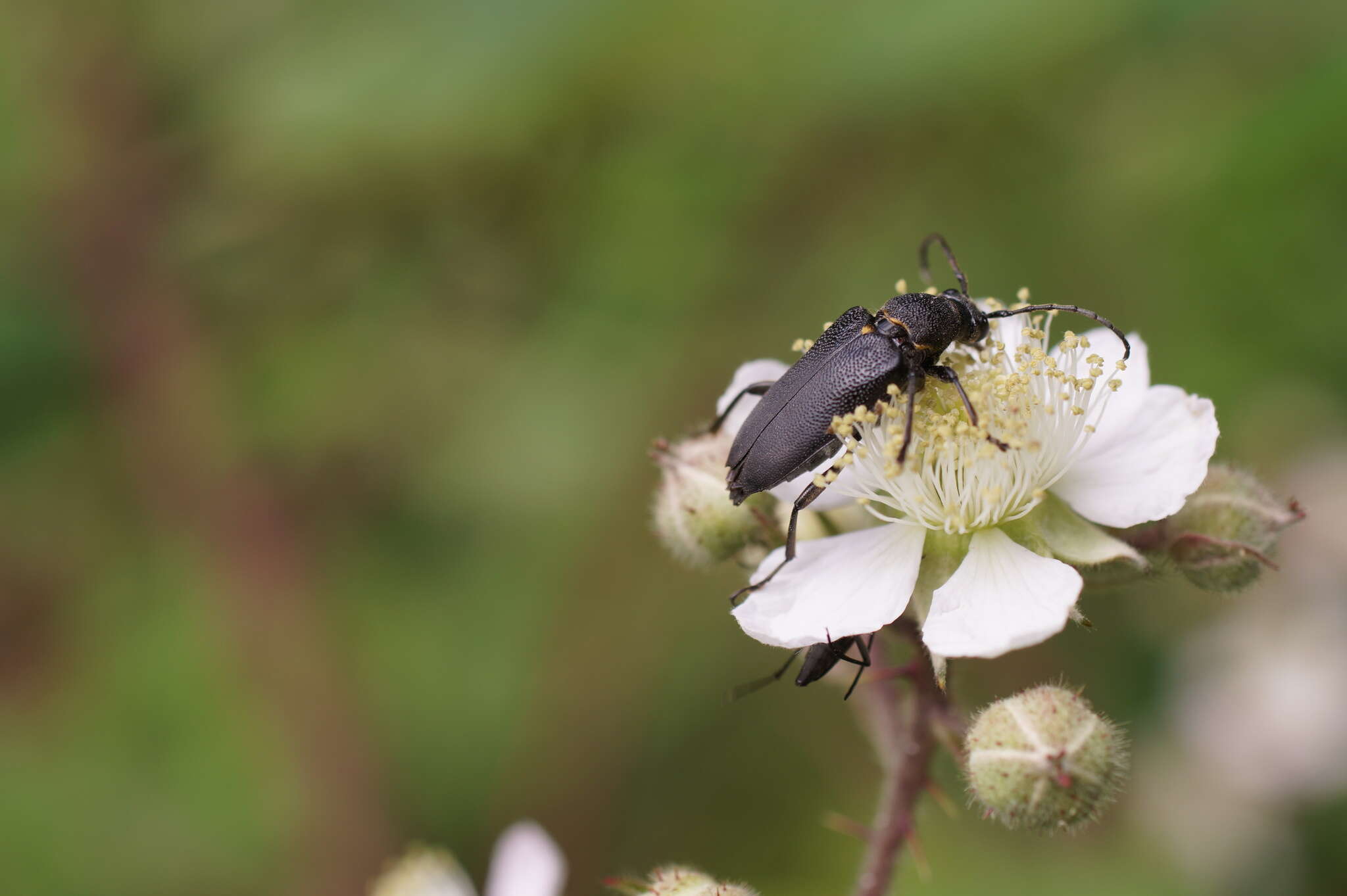 Imagem de Stictoleptura scutellata (Fabricius 1781)