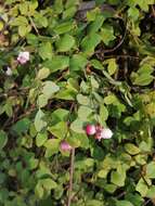 Image of Symphoricarpos × chenaultii Rehder