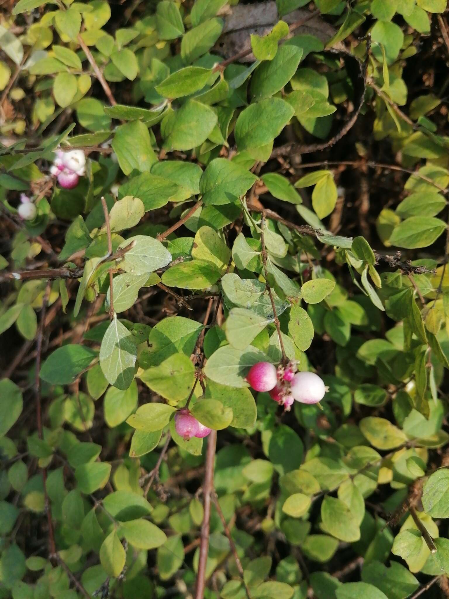 Image of Symphoricarpos × chenaultii Rehder