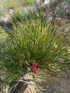 Plancia ëd Protea restionifolia (Salisb. ex Knight) Rycroft