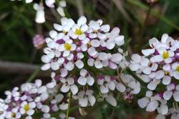 Image of annual candytuft