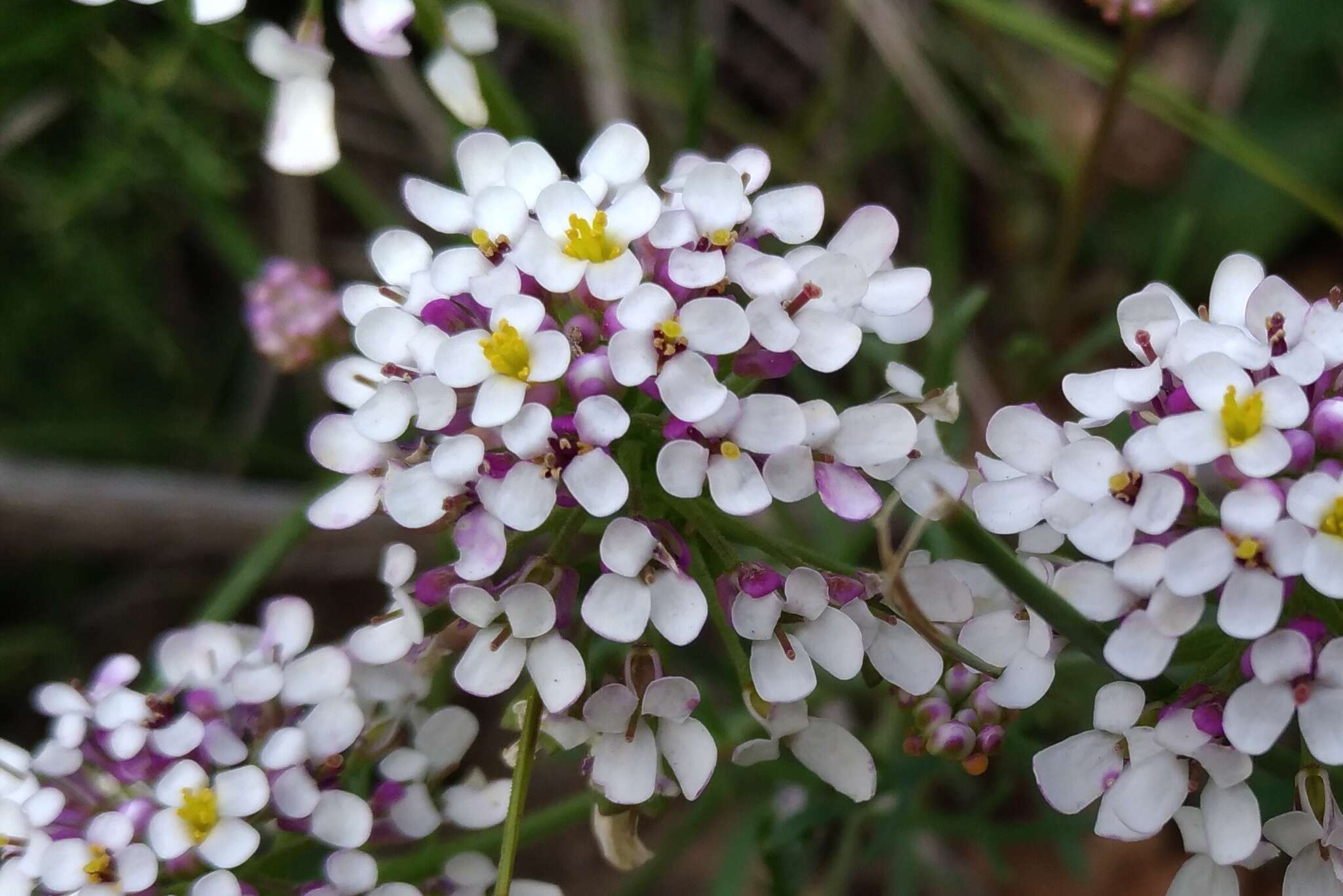 صورة Iberis pinnata L.