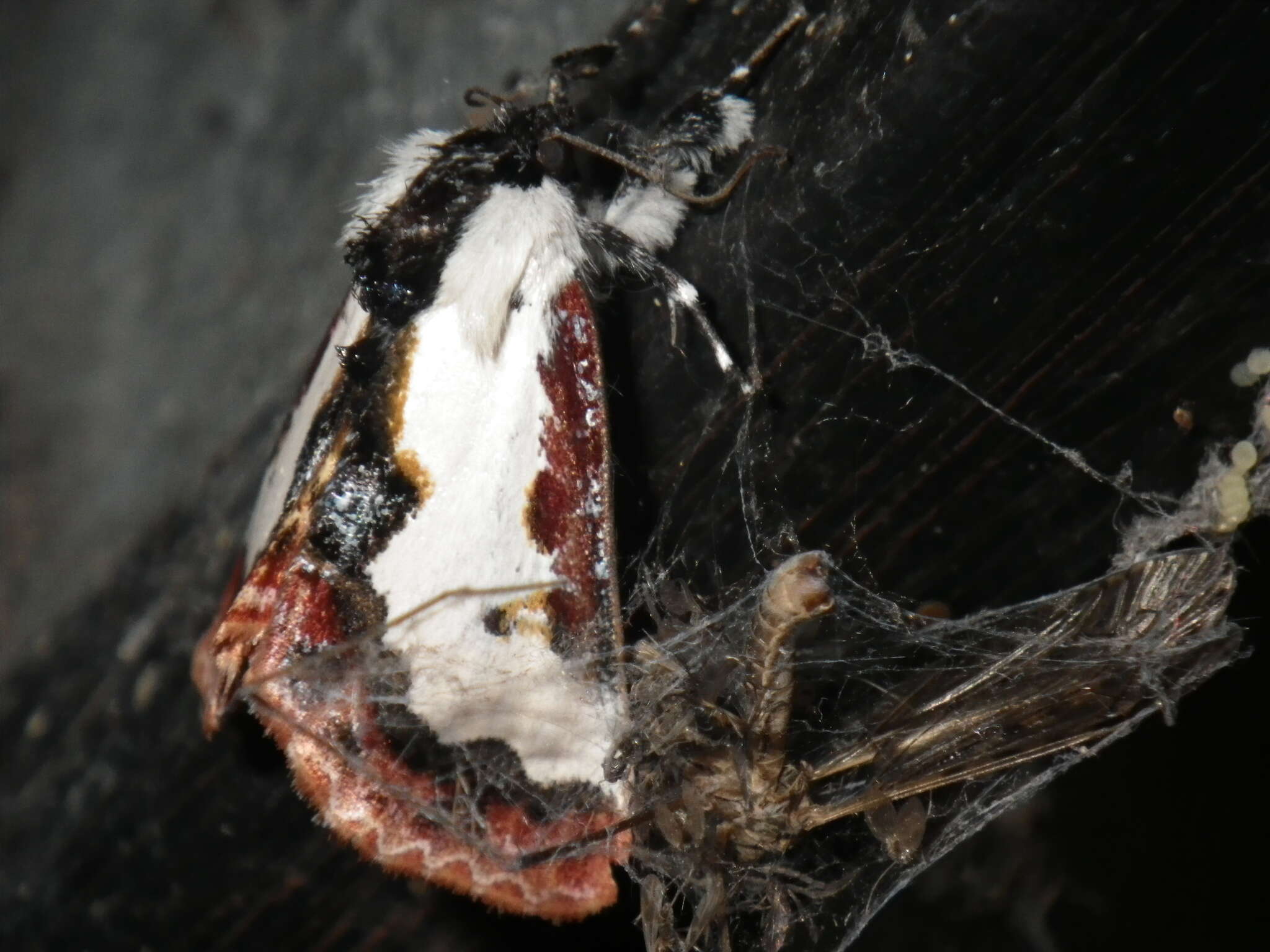 Imagem de Eudryas brevipennis Stretch 1874