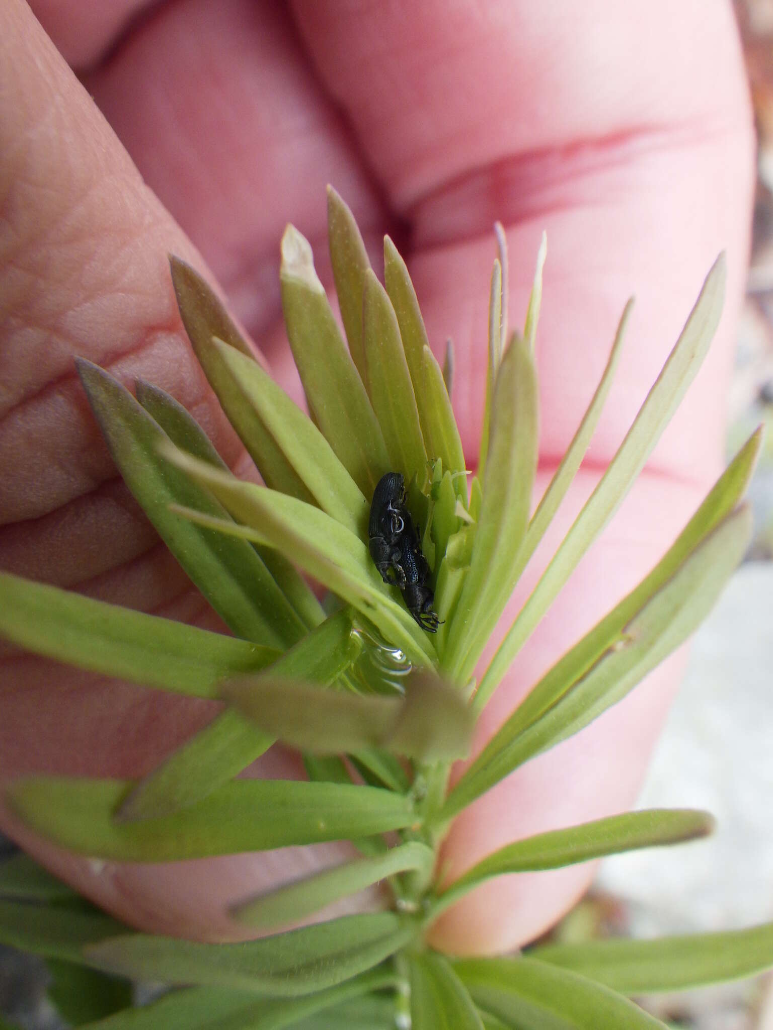 Image of Yellow toadflax stem weevil