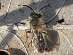 Image of Andrena gravida Imhoff 1832