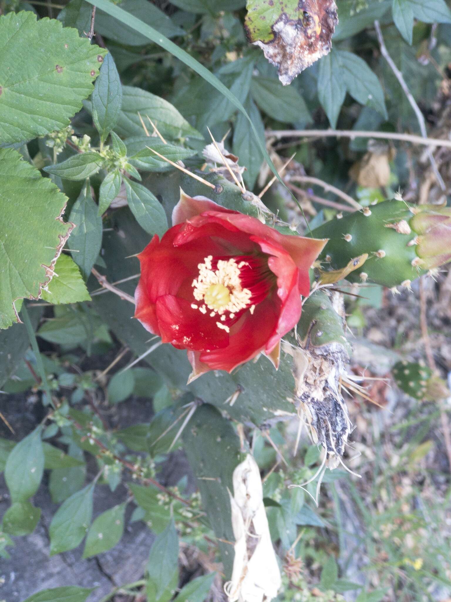 Image of Opuntia bergeriana