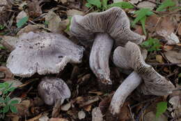 Image of Tricholoma bresadolanum Clémençon 1977