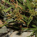 Image of Cyperus glaber L.