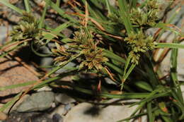 Image of Cyperus glaber L.