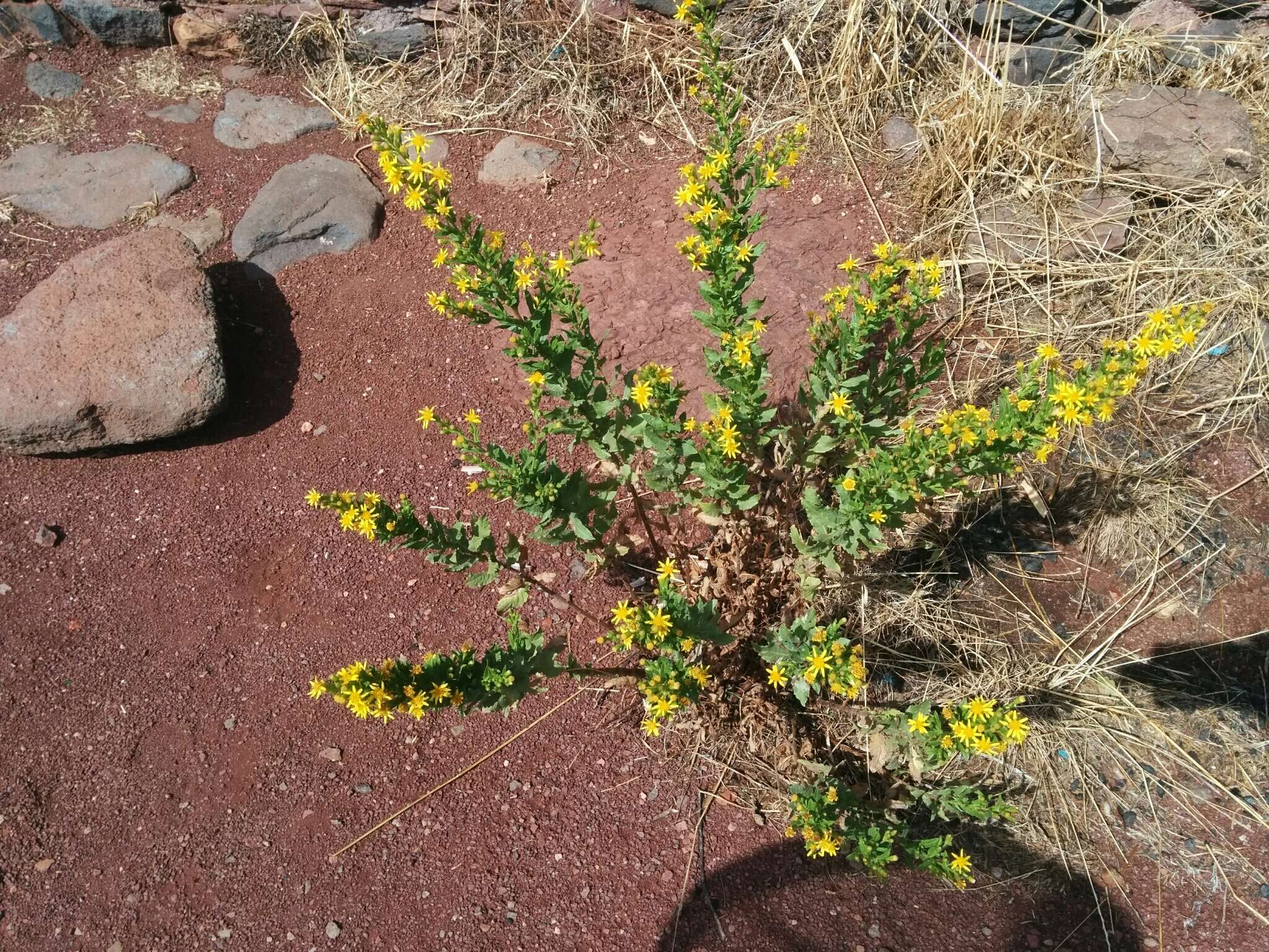 Image of Strong-smelling Inula