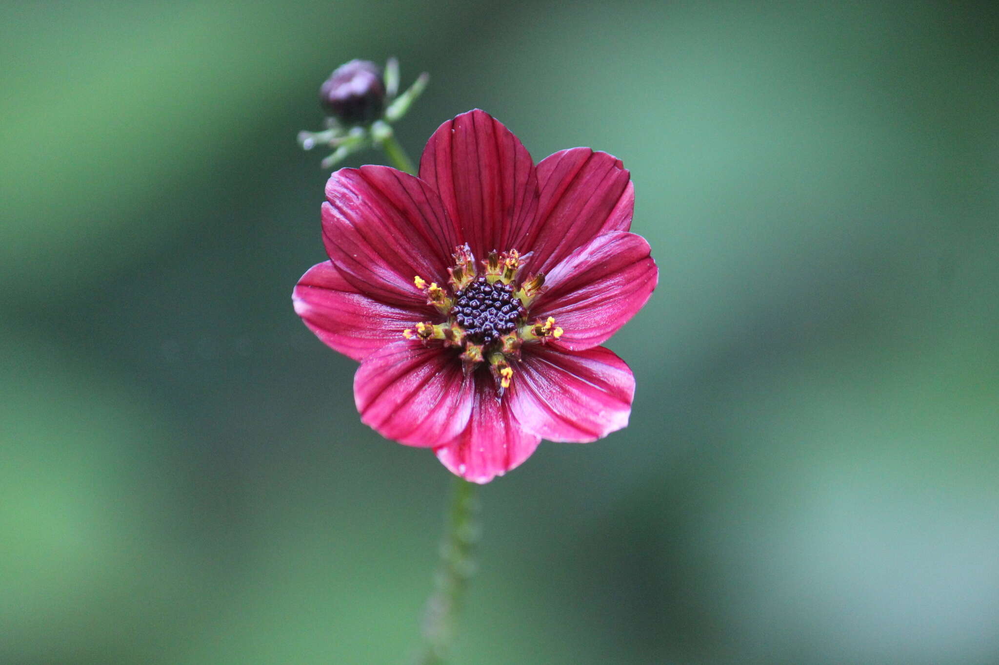 Image of Cosmos scabiosoides Kunth
