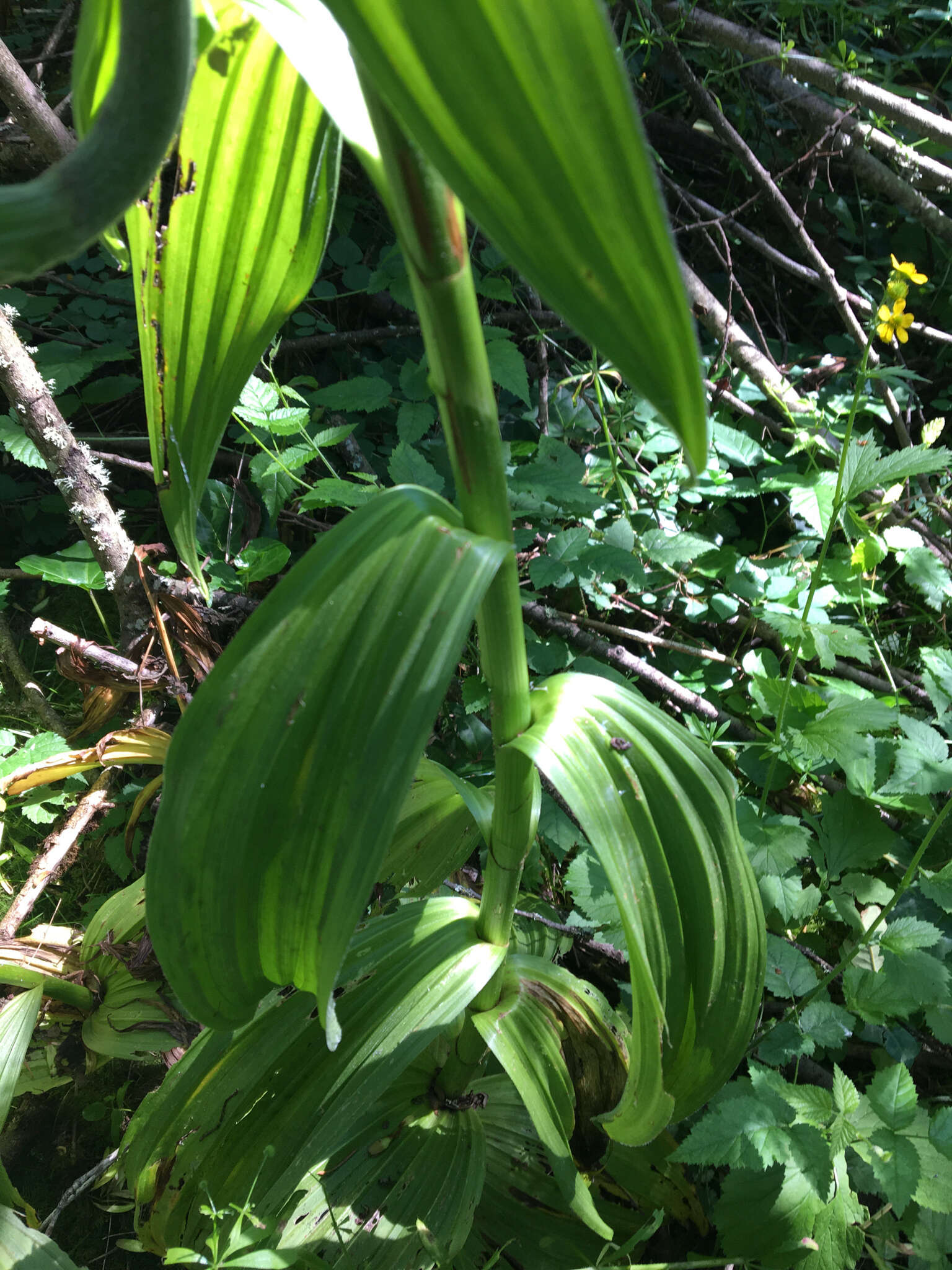 صورة Veratrum californicum var. caudatum (A. Heller) C. L. Hitchc.